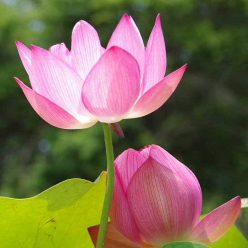 直観力開花レッスン