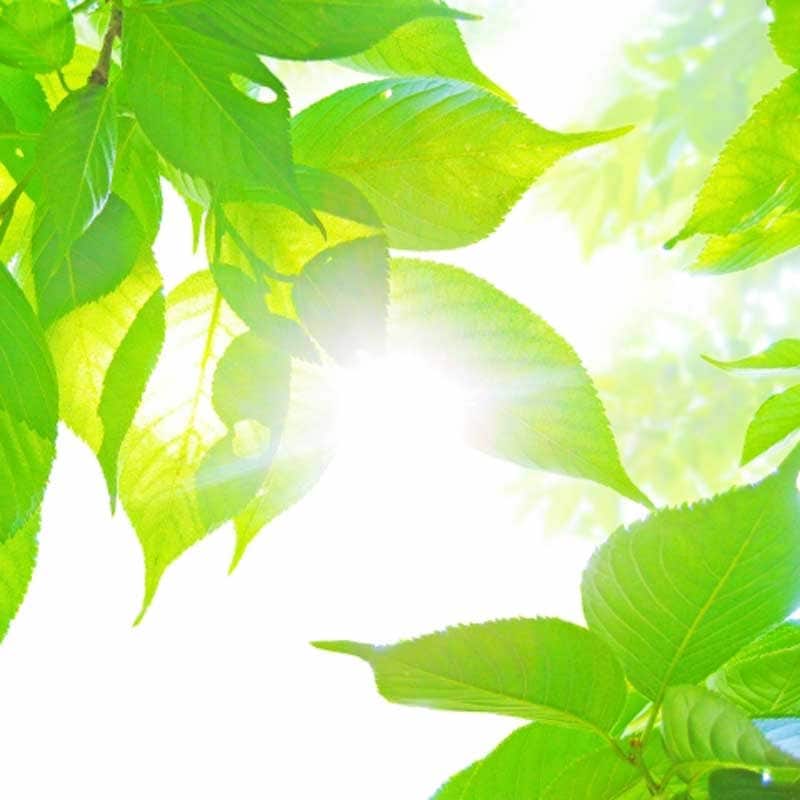 ヒプノセラピー