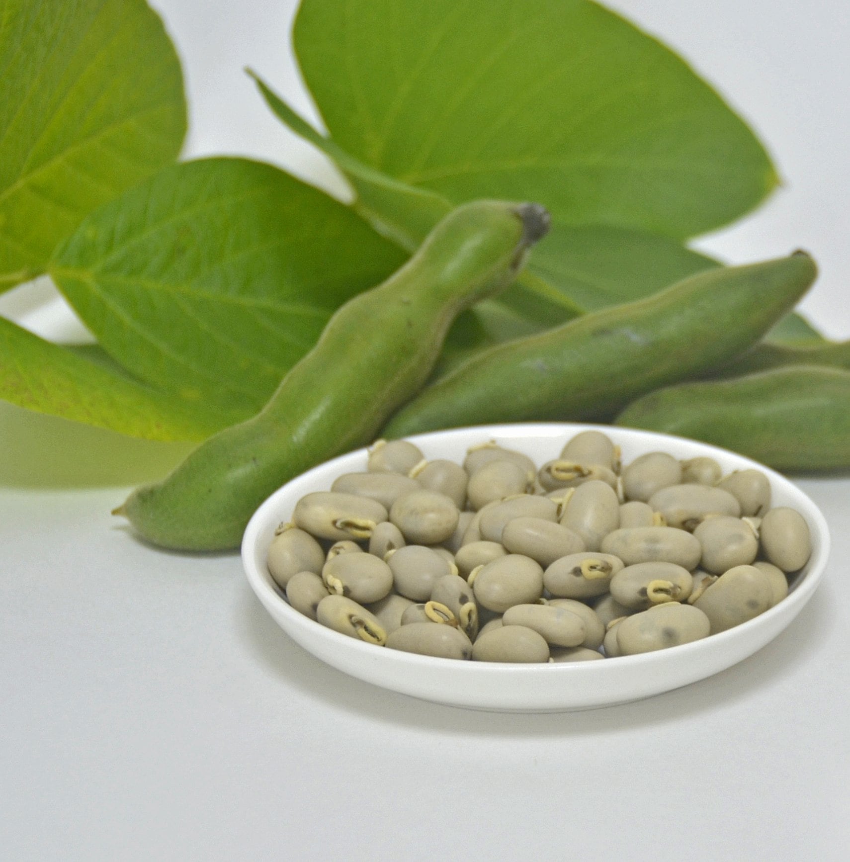 沖縄県産自然栽培】生ムクナ豆（八升豆）ハッショウマメ