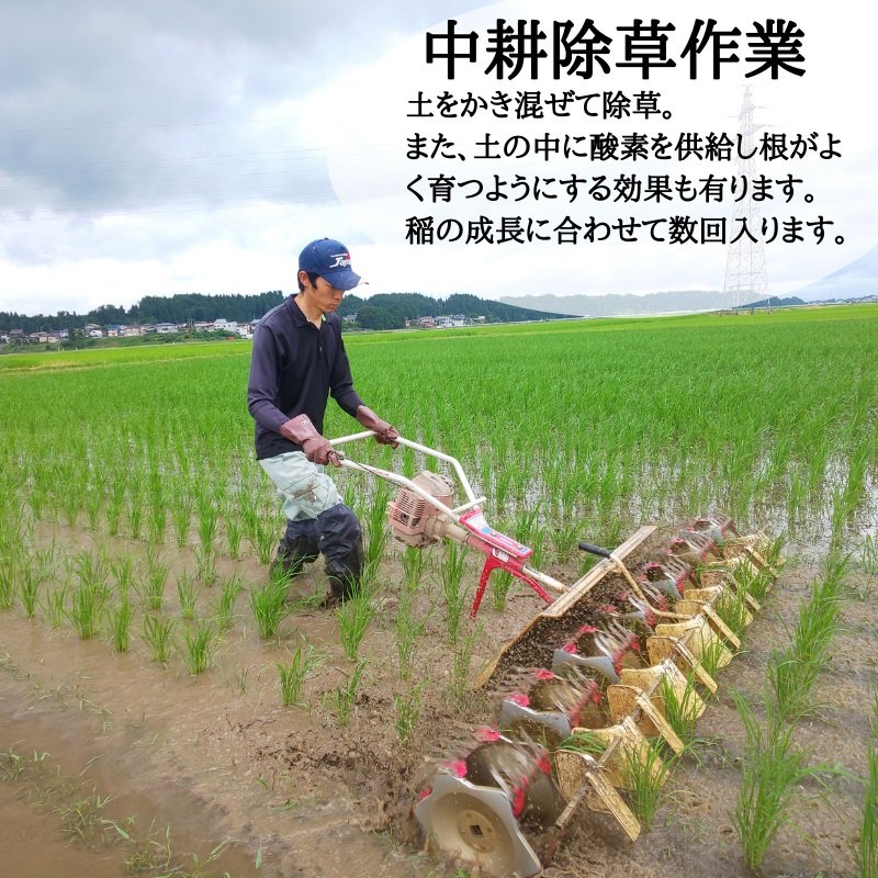 玄米10kg【魚沼産|自然栽培米『農林1号』】新潟自然栽培米通販/ミノリ農産