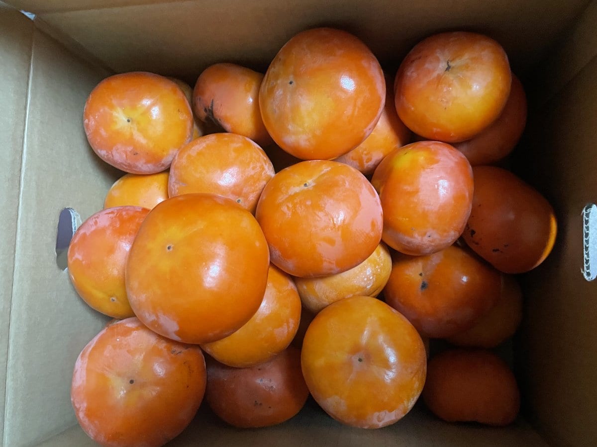 大収穫おすそ分け西吉野富有柿1箱10kg約40個入り
