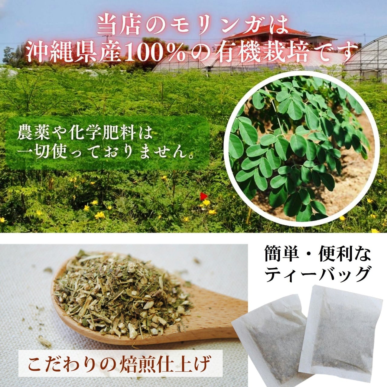 琉球新美茶 有機モリンガ ティーバッグ 20包