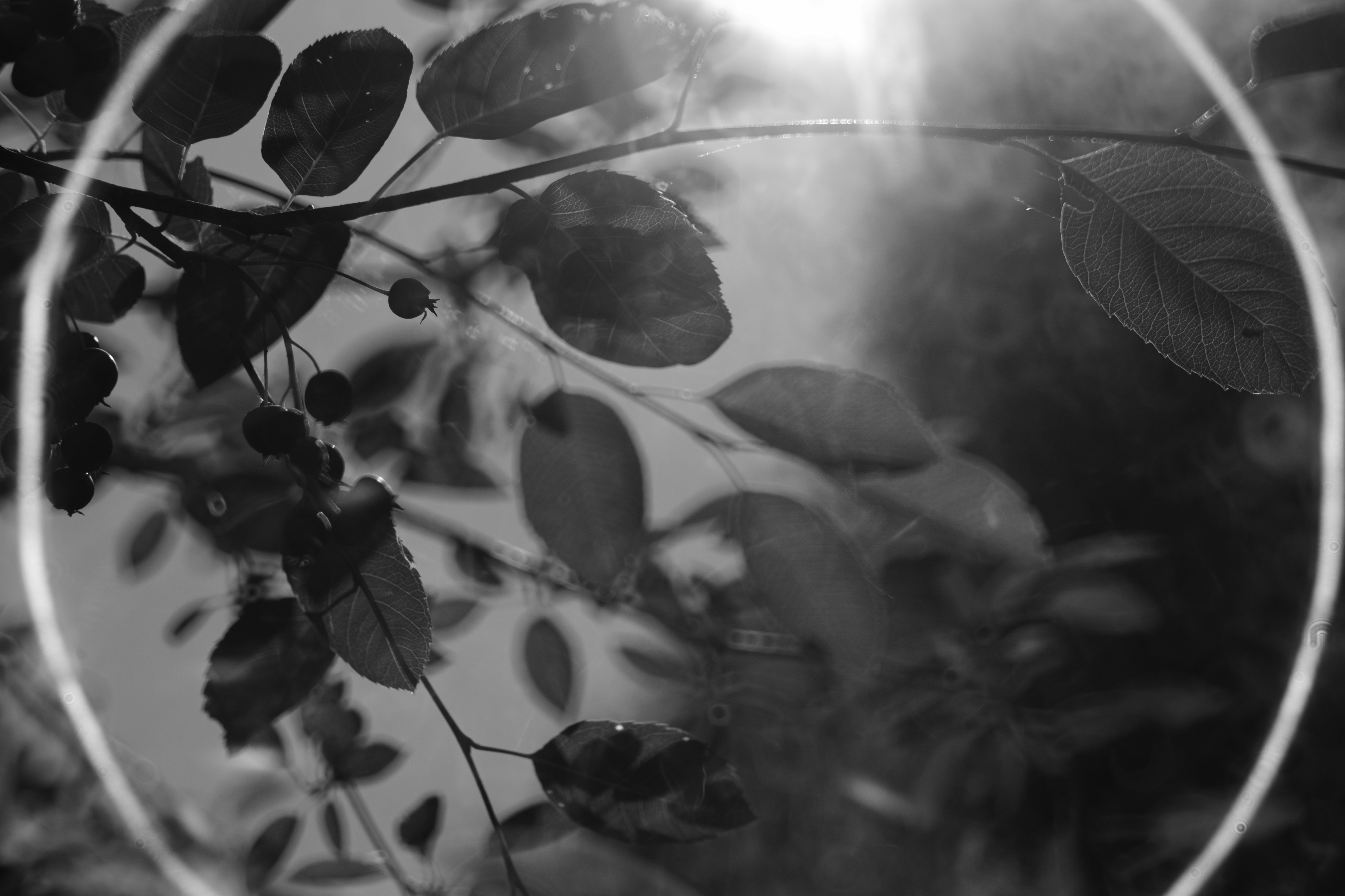 レンタル】オールドレンズ 宝石タクマー（Super Takumar 55mm f1.8