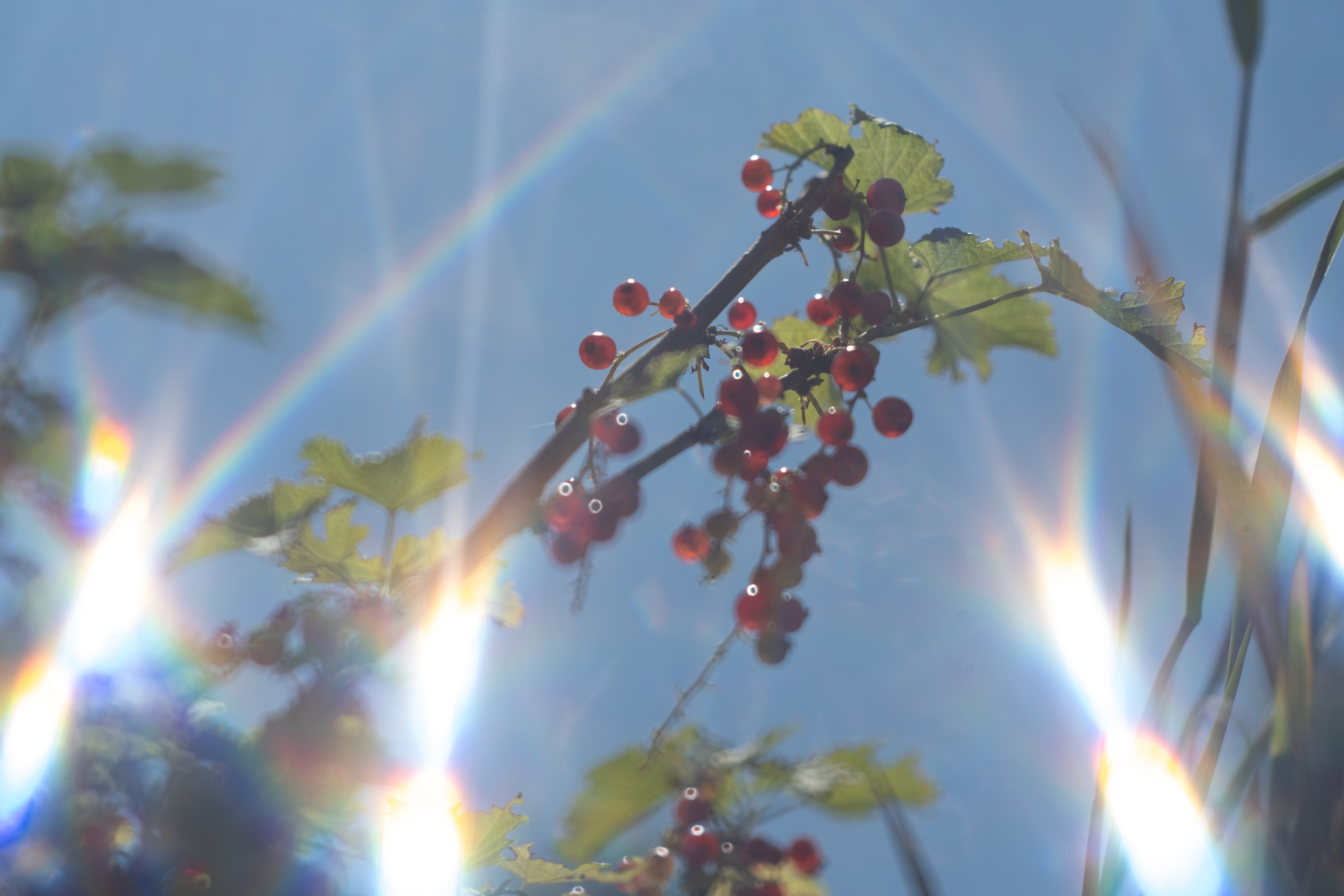 宝石レンズ_Super_Takumar_前期型　55mm_f1.8_al Asahi Super-Takumar 55mm F1.8 Cine Mod Lens w/ Anamorphic Bokeh