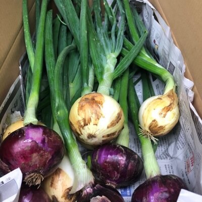 驚きの甘さ！！「紅白新玉ねぎ」（混合）5ｋｇ