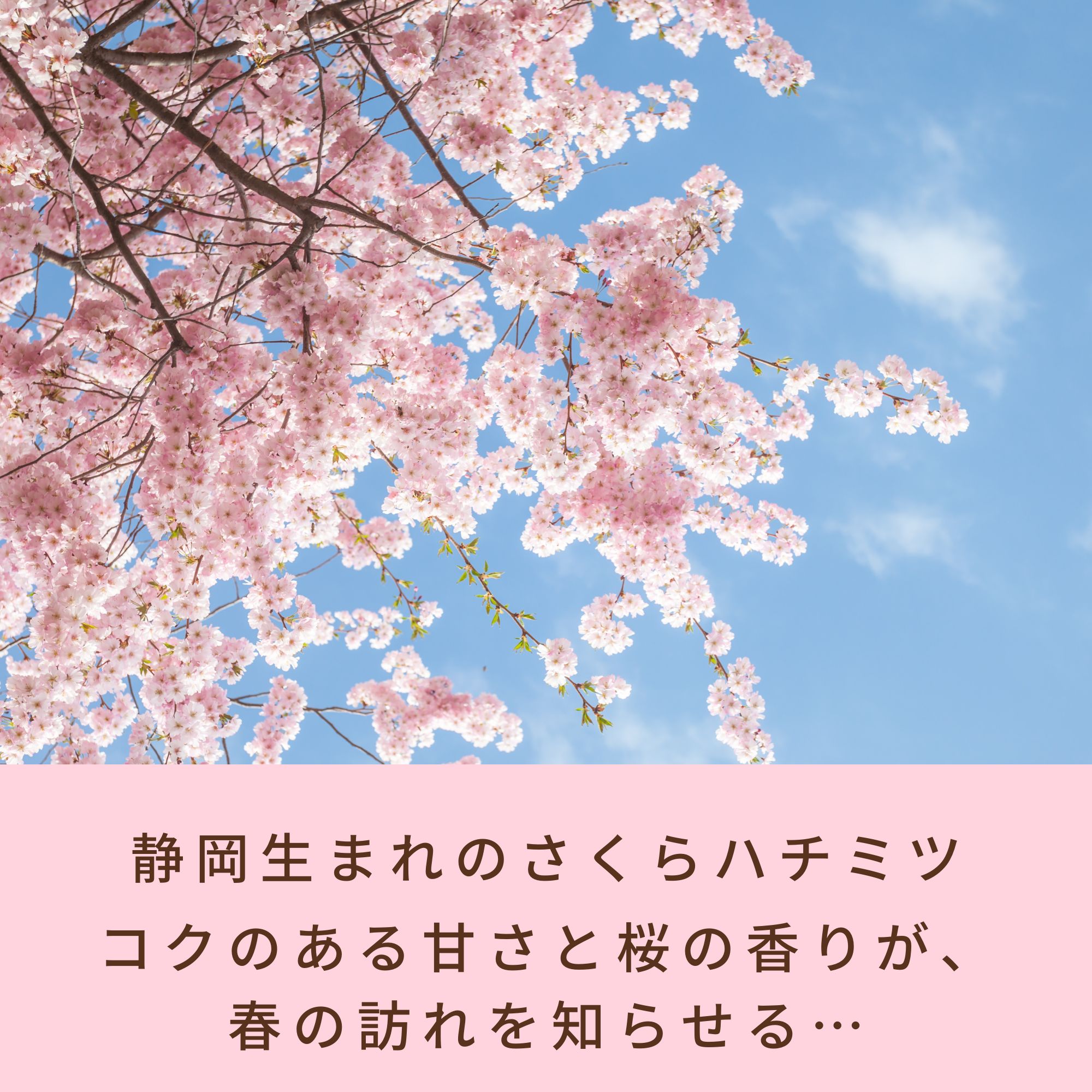 2026年採蜜量 わずか】静岡県産天然はちみつ さくら蜜 1kg