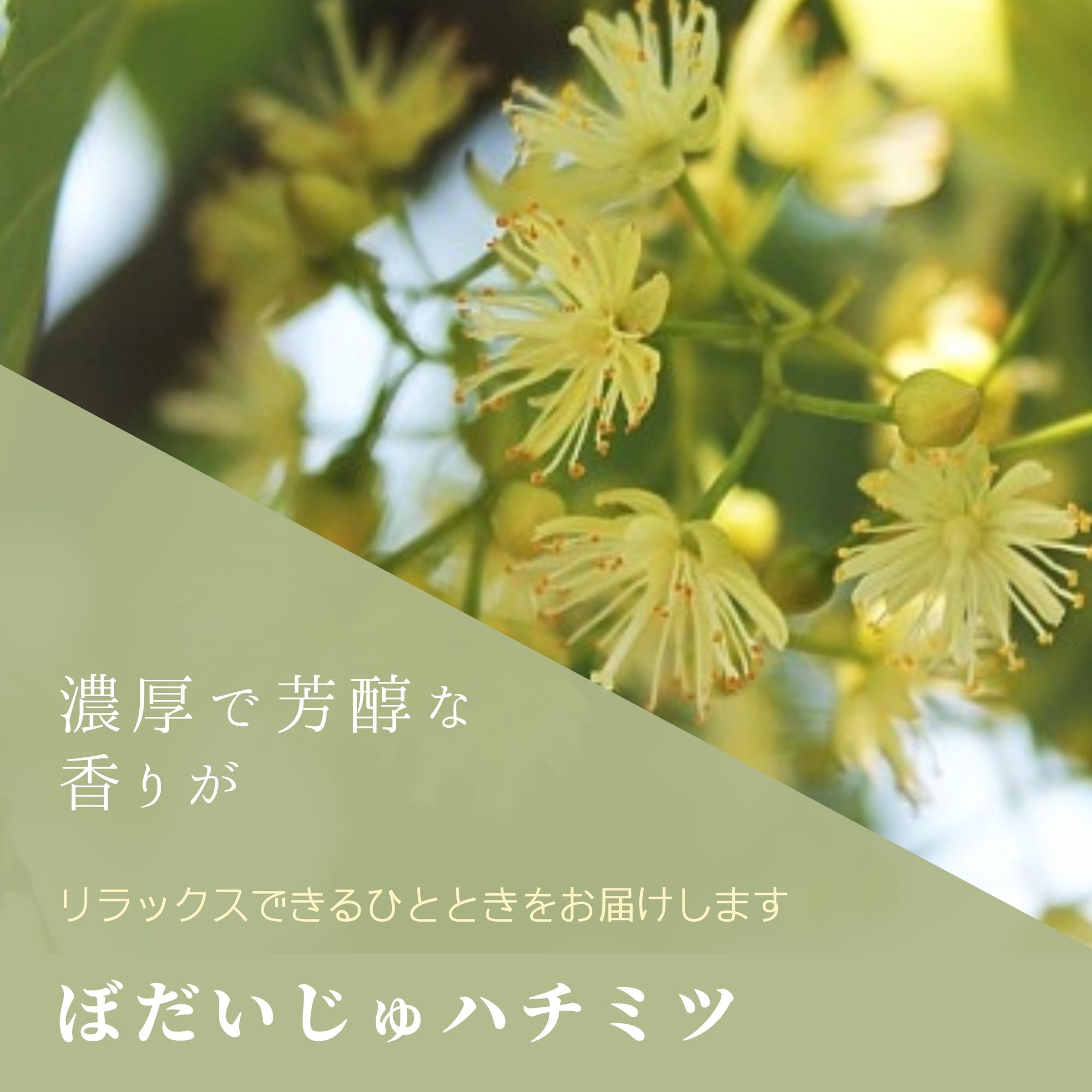 2022年北のハイグレード認定商品！】北海道産天然はちみつ 菩提樹