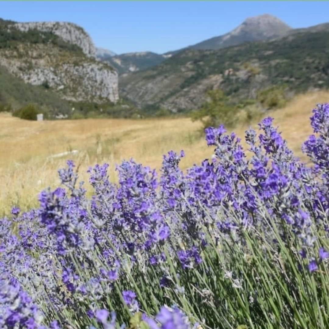 2024年製ボイヤーさんの有機ワイルドラベンダー精油