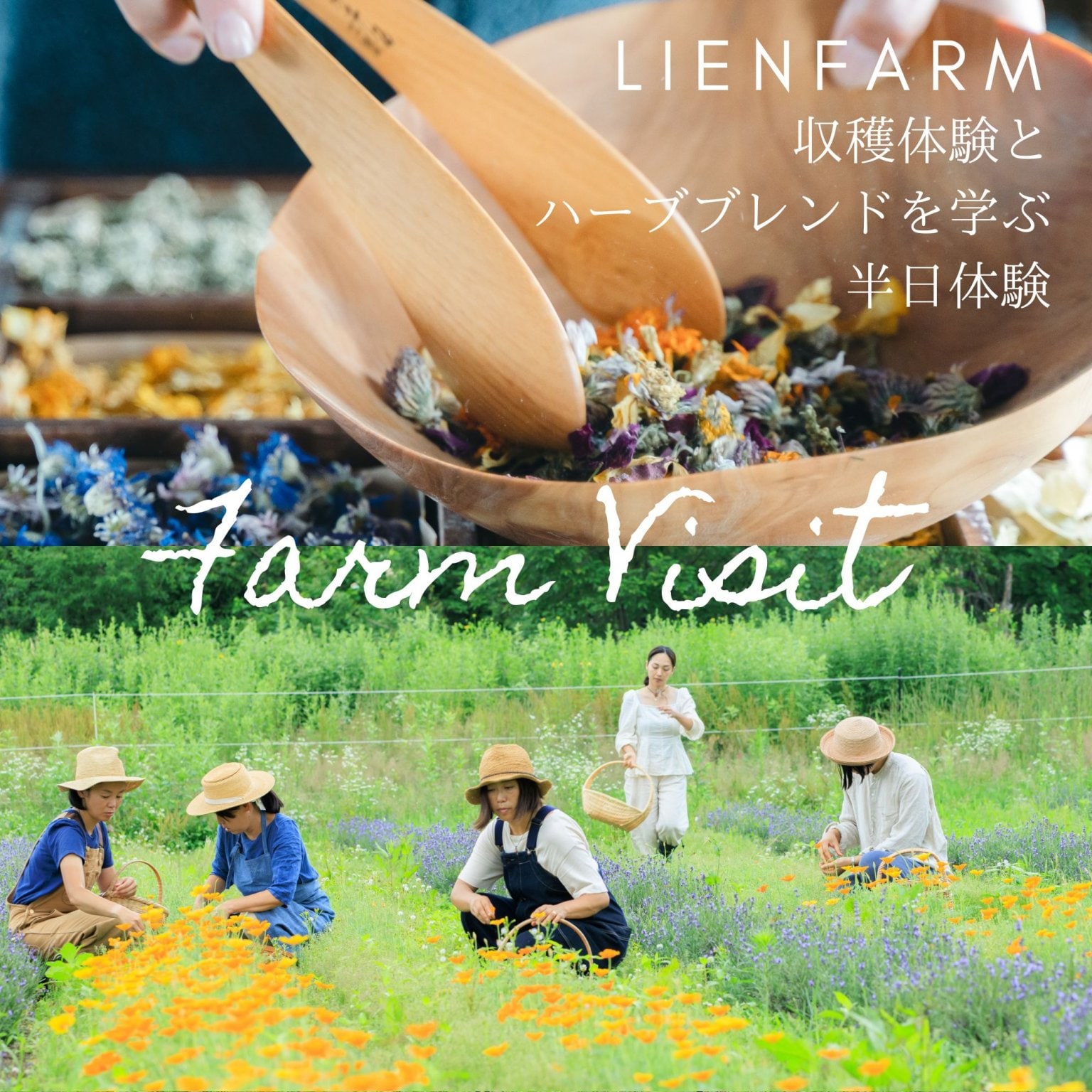 （５〜９月）Lienfarm収穫&ブレンド体験・予約チケット