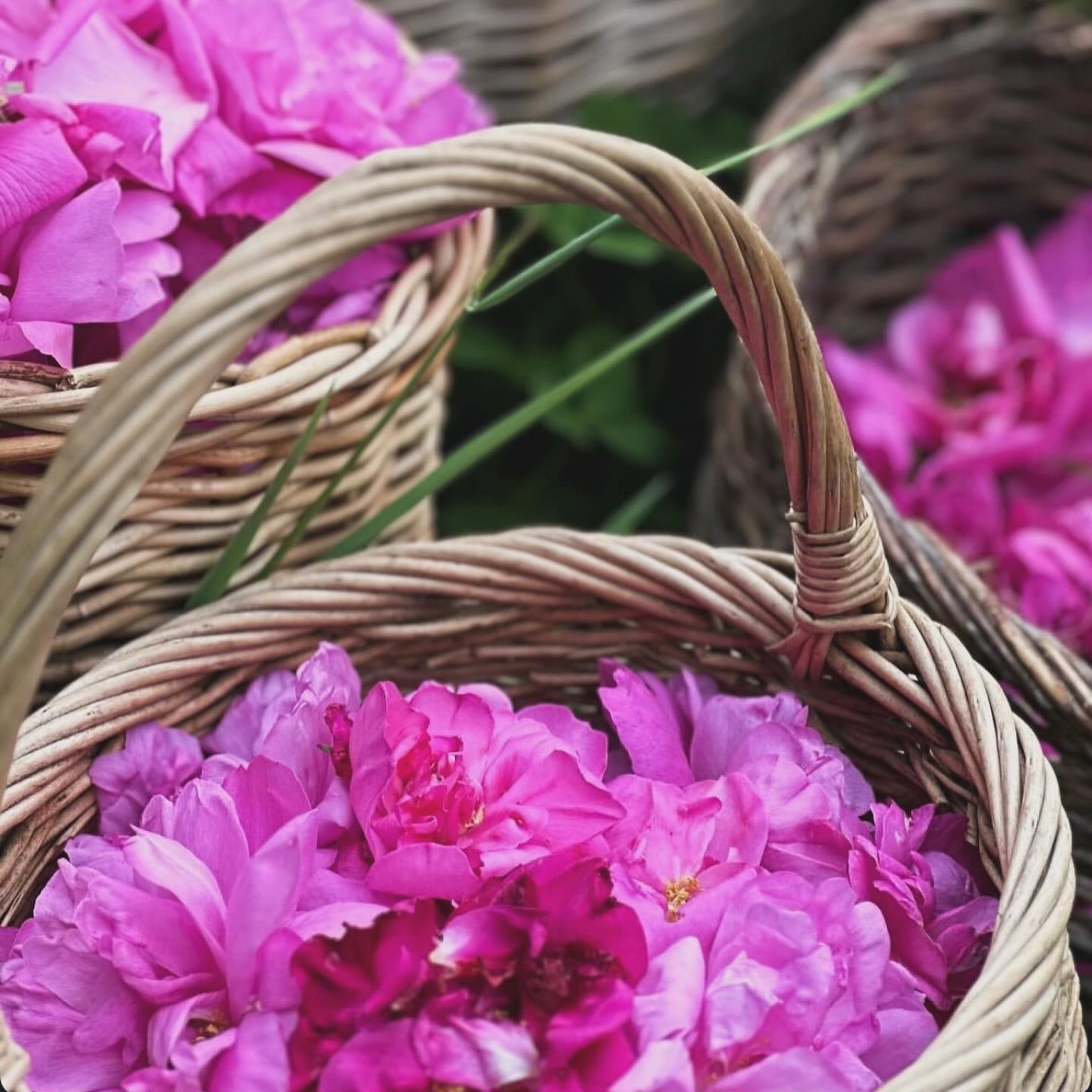 Lienfarm農泊2025年-6月編- Lienfamご滞在ご予約用