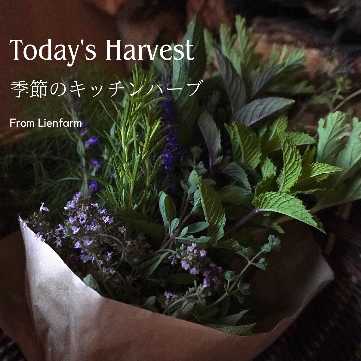 Today's Harvest 季節のキッチンハーブ＊毎週月曜日、金曜日発送