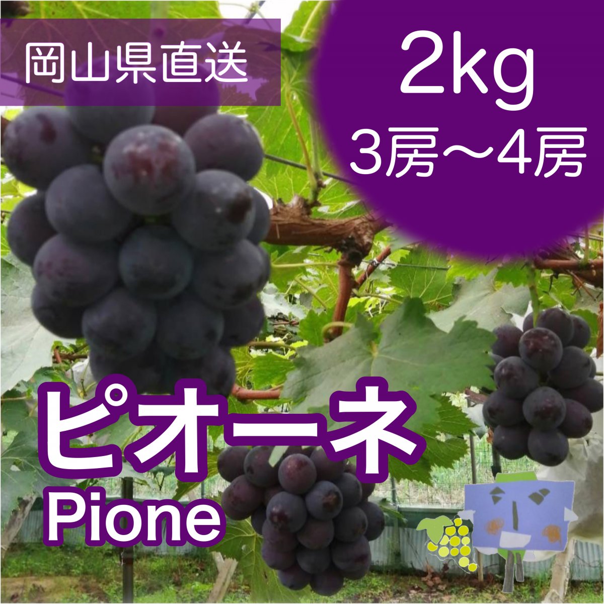 【送料無料】晴れの国　岡山県産　ピオーネ  2kg(3~4房）
