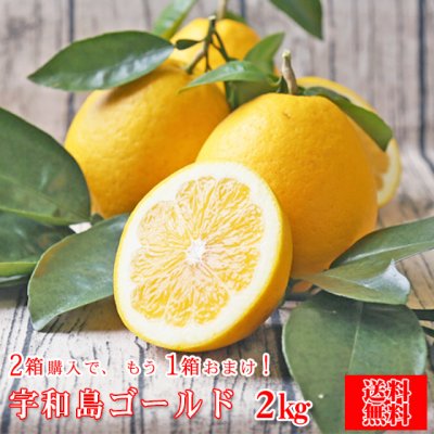 宇和島ゴールド 2kg ※2箱購入頂くともう1箱おまけがついて合計3箱でお届け!(fゴ 02)(多少の葉傷・枝傷・黒点あり)(家庭用・サイズ込み)(愛媛県産)(送料無料)河内晩柑 美生柑 愛南ゴールド 夏文旦 みかん