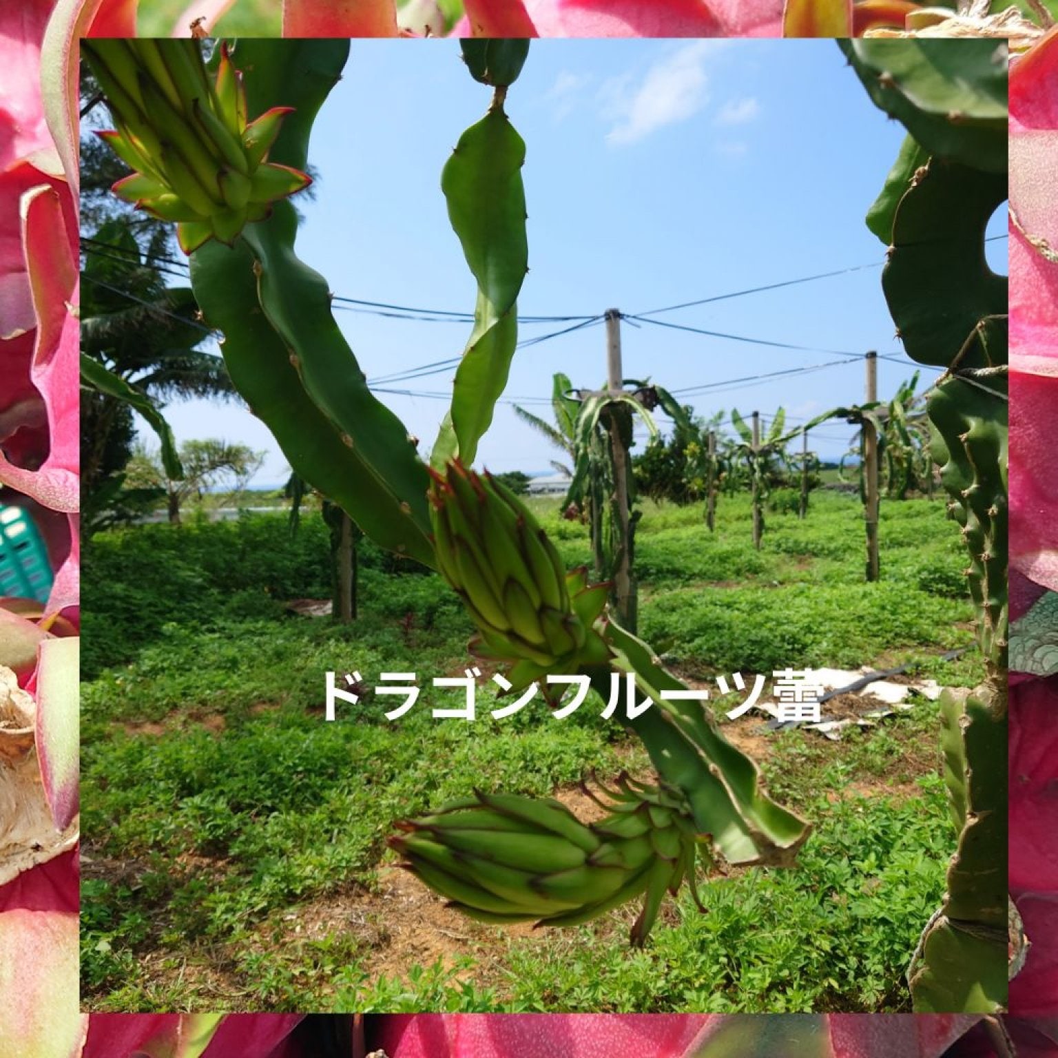 【店頭販売】「ドラゴンフルーツ」星砂荘で生産・収穫取り立て３～5個!(現地払い）現物のみ