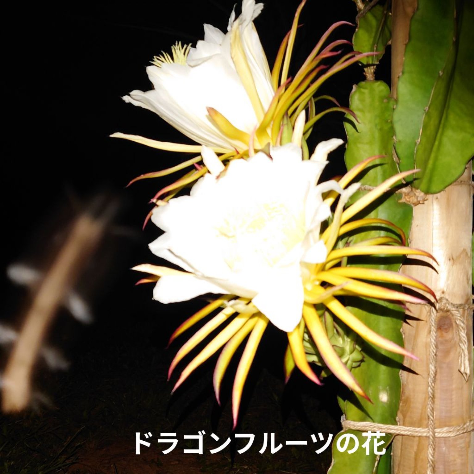 【店頭販売】「ドラゴンフルーツ」星砂荘で生産・収穫取り立て３～5個!(現地払い）現物のみ