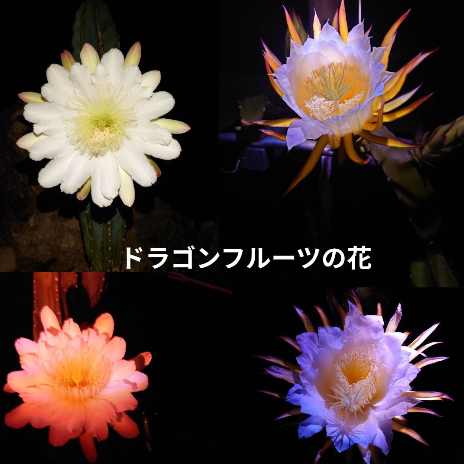 【店頭販売】「ドラゴンフルーツ」星砂荘で生産・収穫取り立て３～5個!(現地払い）現物のみ