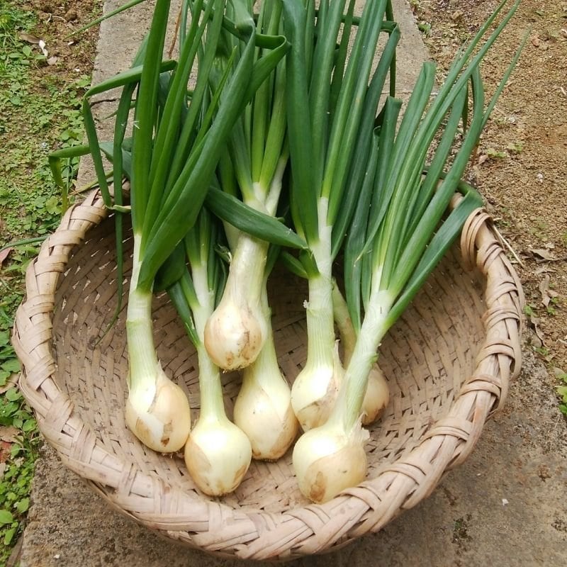 1kg】自然栽培/無農薬 たまねぎ