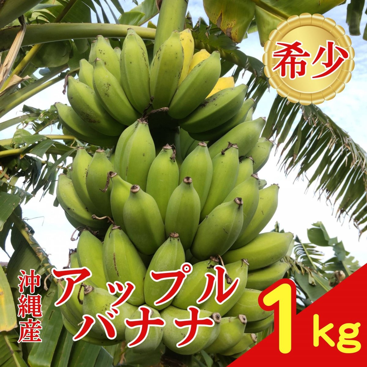 【バナナ １kg】沖縄の太陽と大地と海の恵み無農薬バナナ