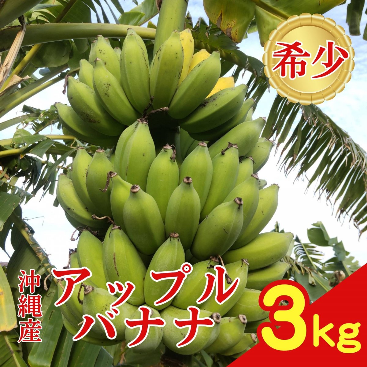 【バナナ 1〜2房３kg】沖縄の太陽と大地と海の恵み無農薬バナナ