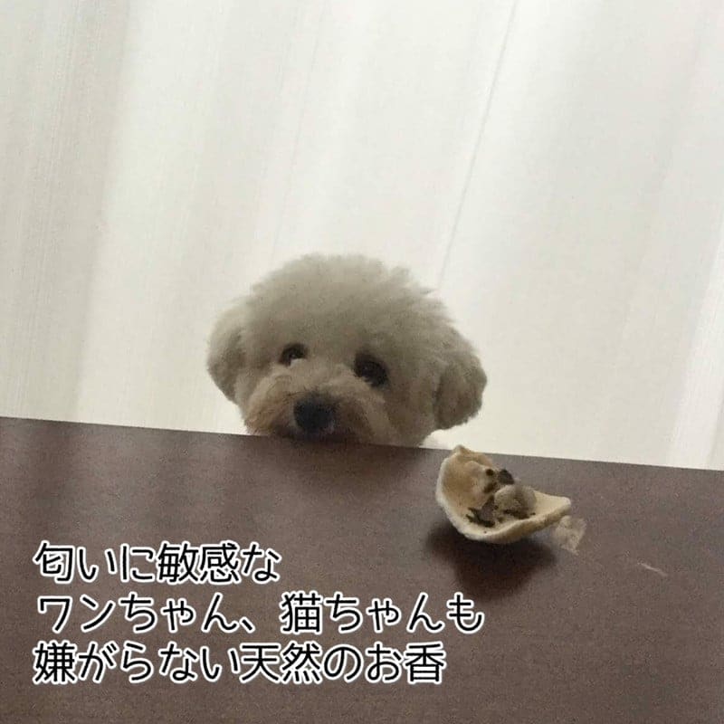 期間限定‼月桃の実プレゼント！【瓶＋箱入・三角タイプ】ガーデンの
