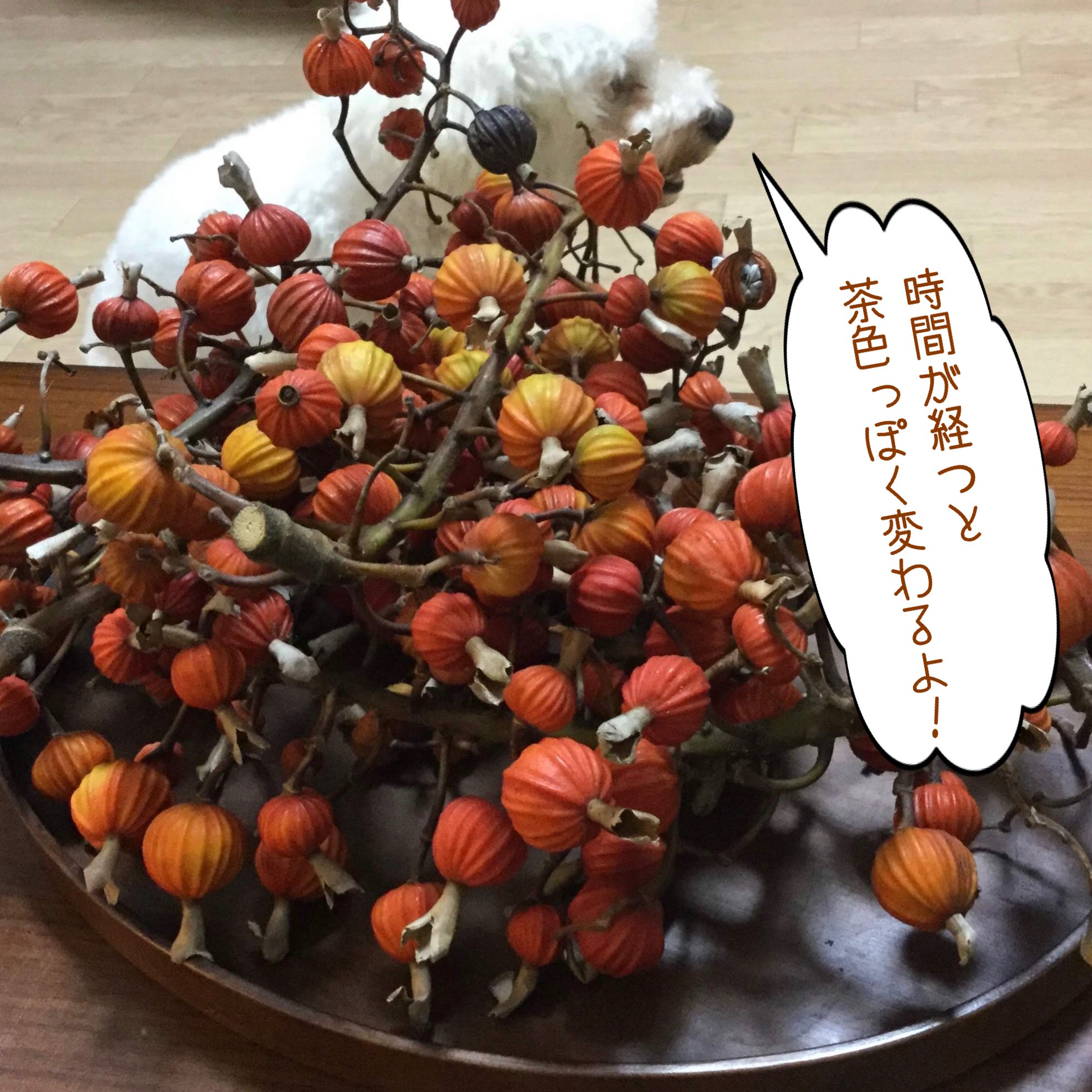 期間限定‼月桃の実プレゼント！【瓶入・三角タイプ】ガーデンの恵み香