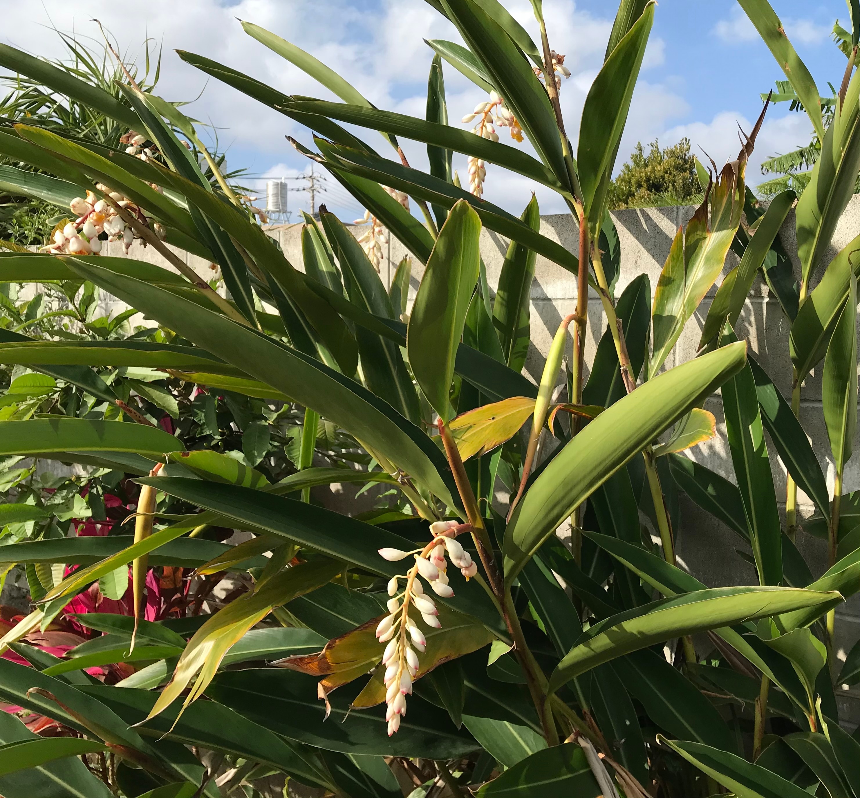 期間限定‼月桃の実プレゼント！【瓶＋箱入・三角タイプ】ガーデンの