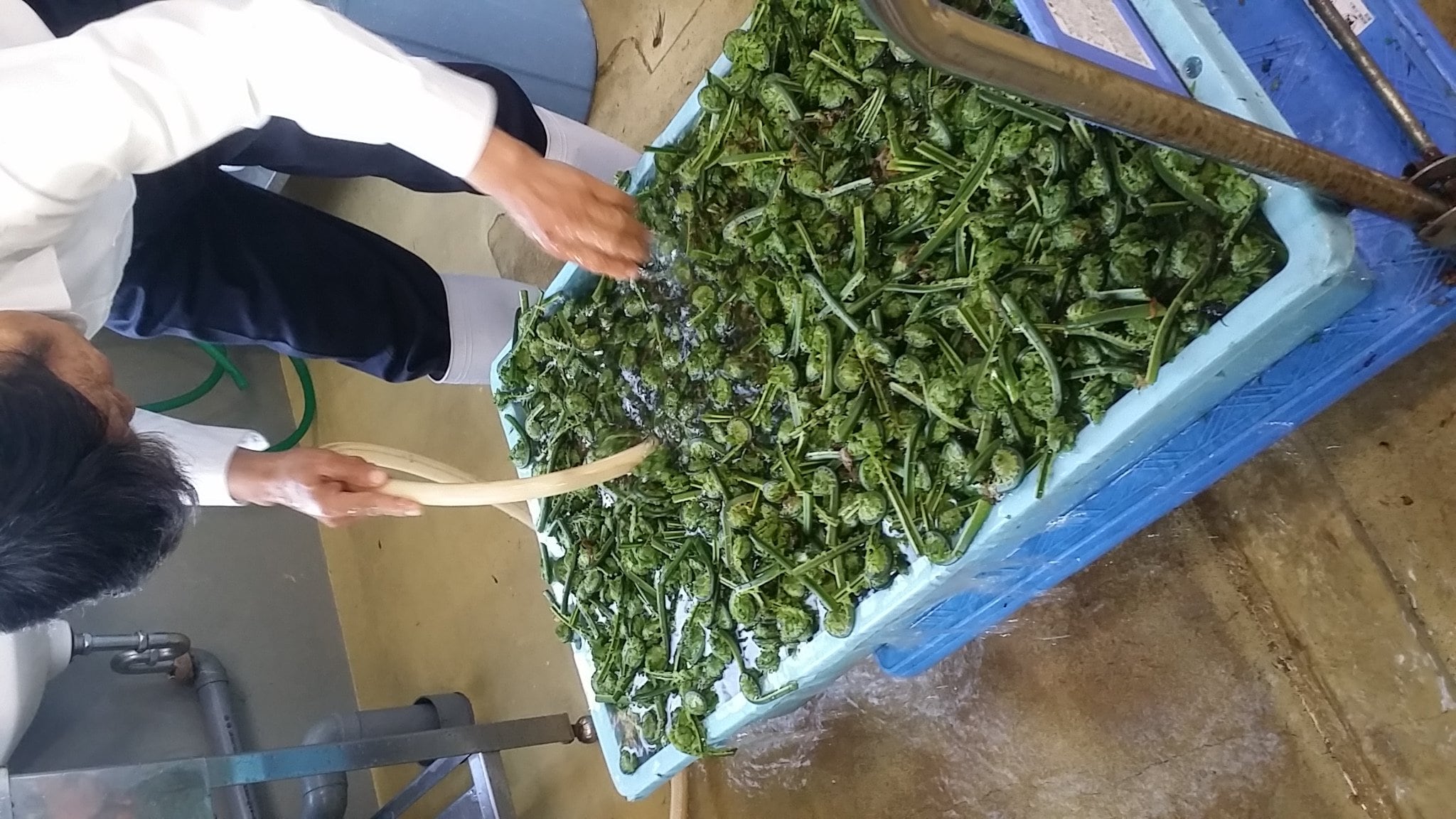 季節限定】新潟魚沼/天然生こごみ/採れたて山菜/150g/冷蔵/越季（こしき）