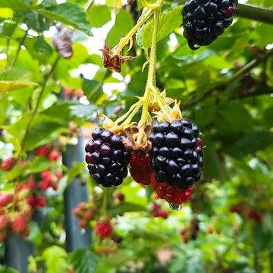 新潟魚沼産ブラックベリー冷凍1kg/加工用/新潟/魚沼/越季（こしき）