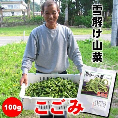 数量限定】魚沼山菜こごみの塩漬け100g/新潟/越季（こしき）