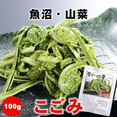 数量限定】魚沼山菜こごみの塩漬け100g/新潟/越季（こしき）