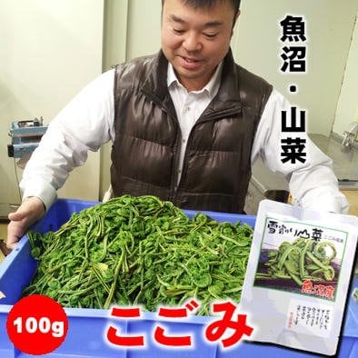 数量限定】魚沼山菜こごみの塩漬け100g/新潟/越季（こしき）
