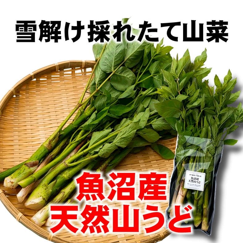 季節限定】新潟魚沼/天然生山うど/採れたて山菜/500g/冷蔵/越季（こしき）