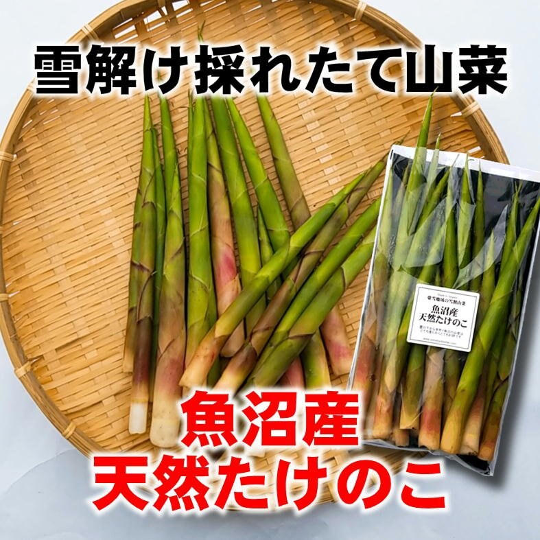 季節限定】新潟魚沼/天然生山たけのこ/採れたて山菜/450g/冷蔵/越季