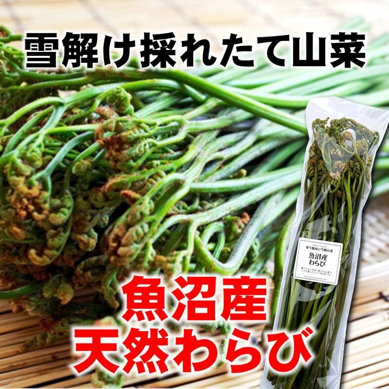 季節限定】新潟魚沼/天然生わらび/採れたて山菜/330g/冷蔵/越季（こしき）