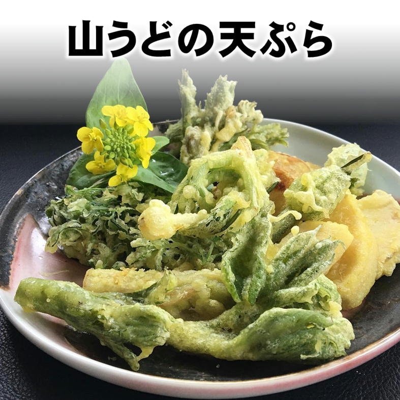 季節限定】新潟魚沼/天然生山うど/採れたて山菜/500g/冷蔵/越季（こしき）