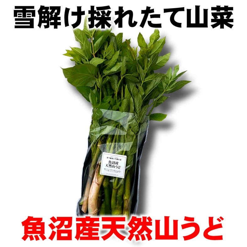 季節限定】新潟魚沼/天然生山うど/採れたて山菜/500g/冷蔵/越季（こしき）