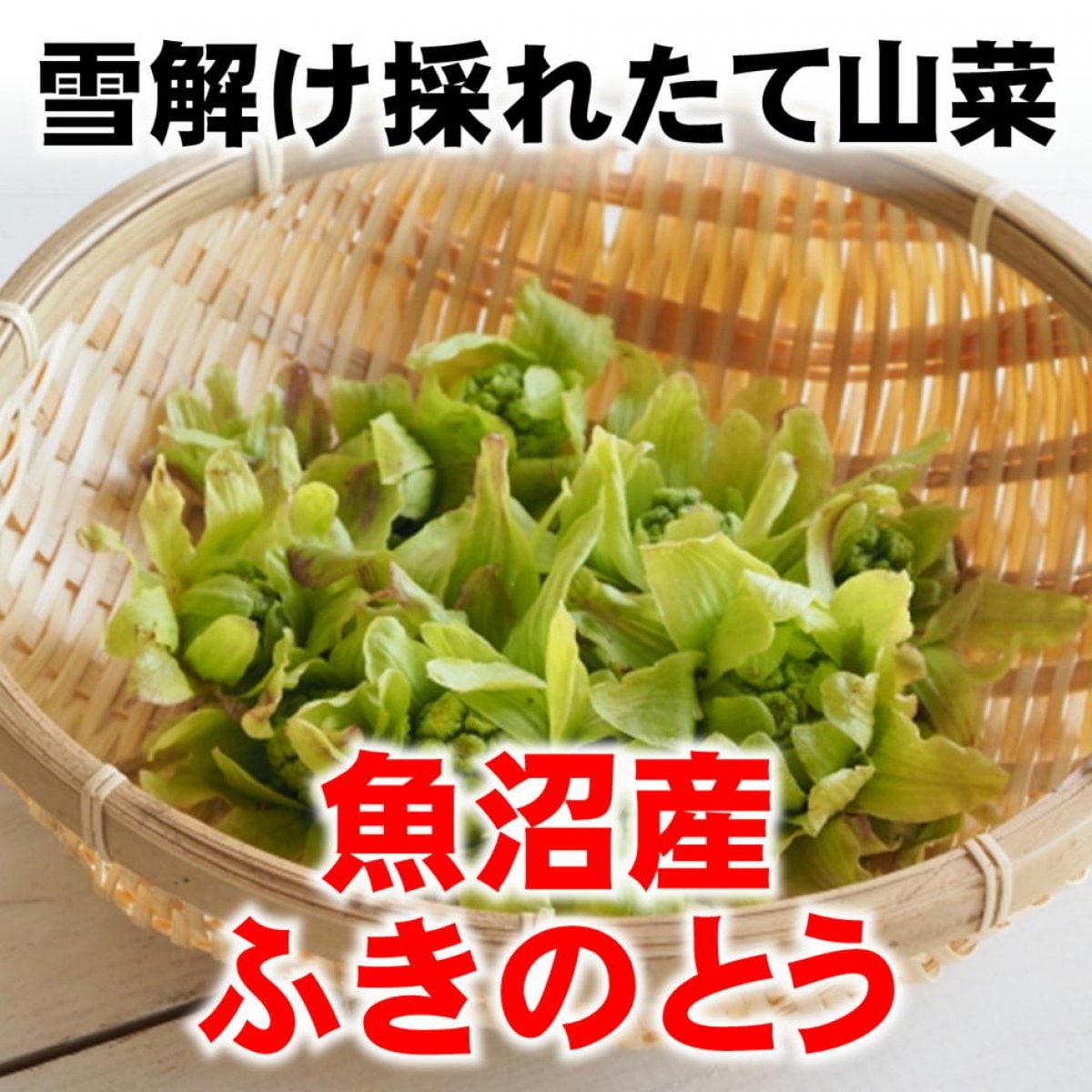 【季節限定】新潟魚沼/ふきのとう/採れたて山菜/250g/冷蔵/越季（こしき）