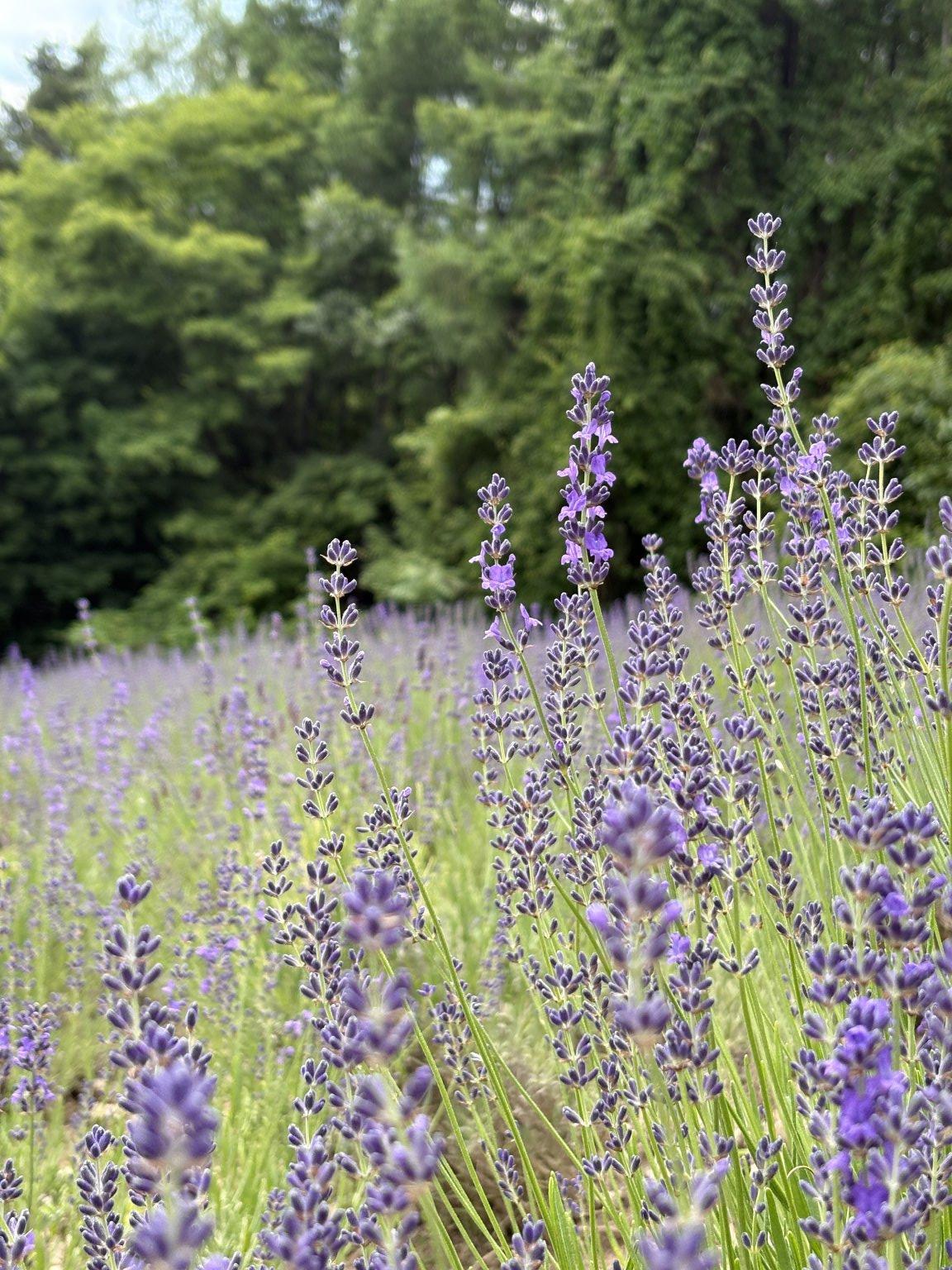 緑の薬箱レッスン〜ラベンダー