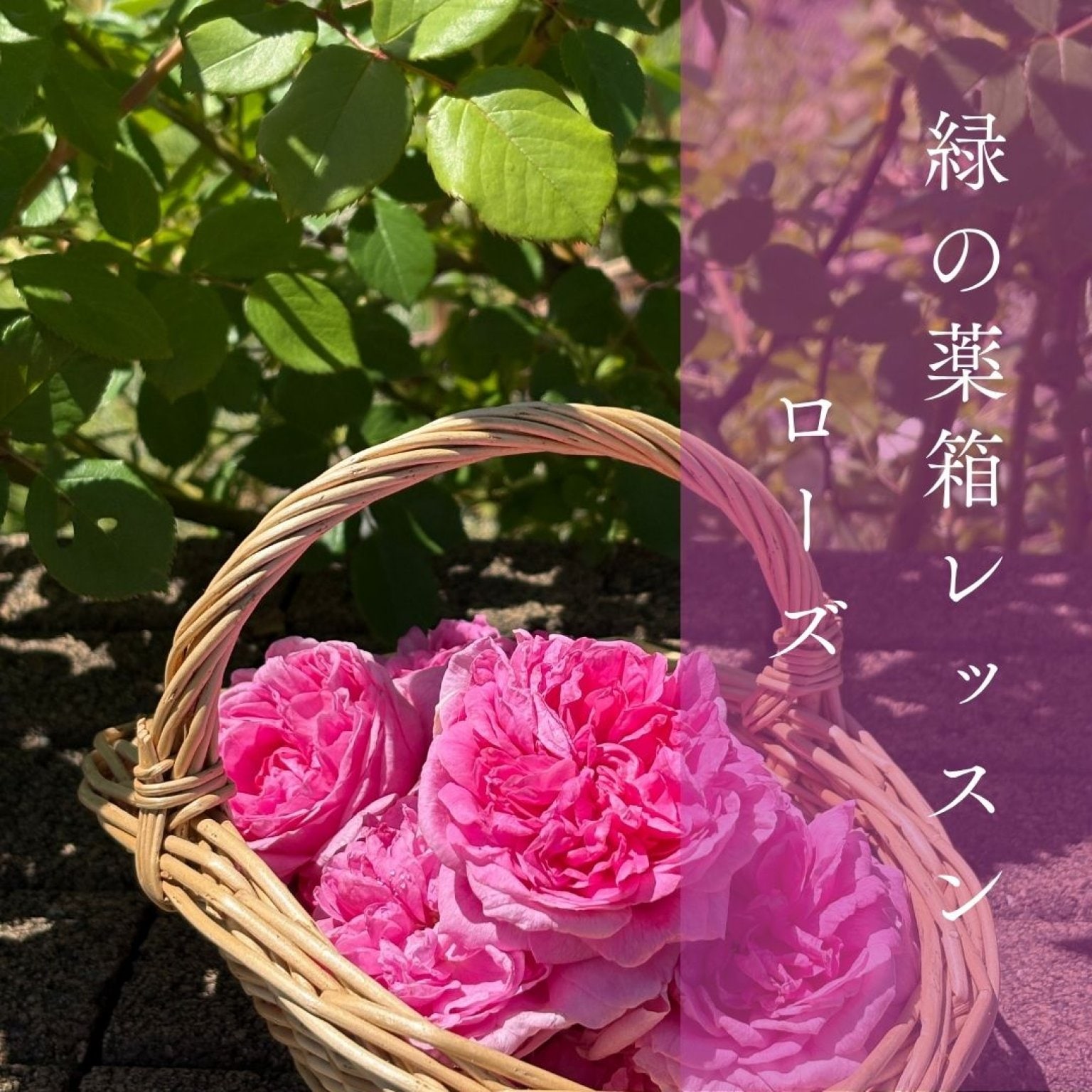 緑の薬箱レッスン〜ローズ