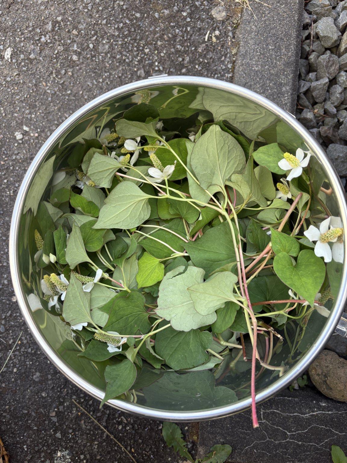 緑の薬箱レッスン〜ドクダミ〜