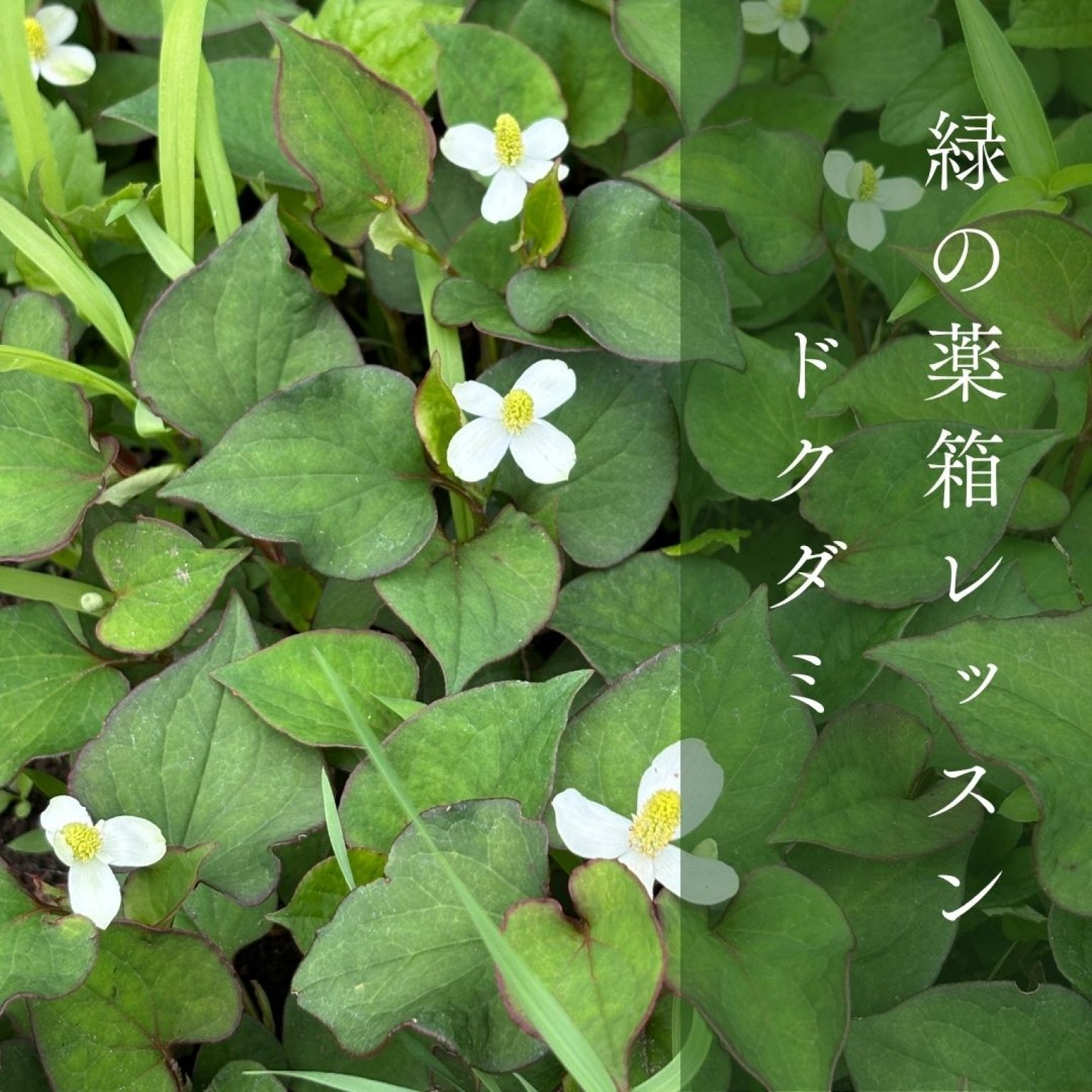 緑の薬箱レッスン〜ドクダミ〜
