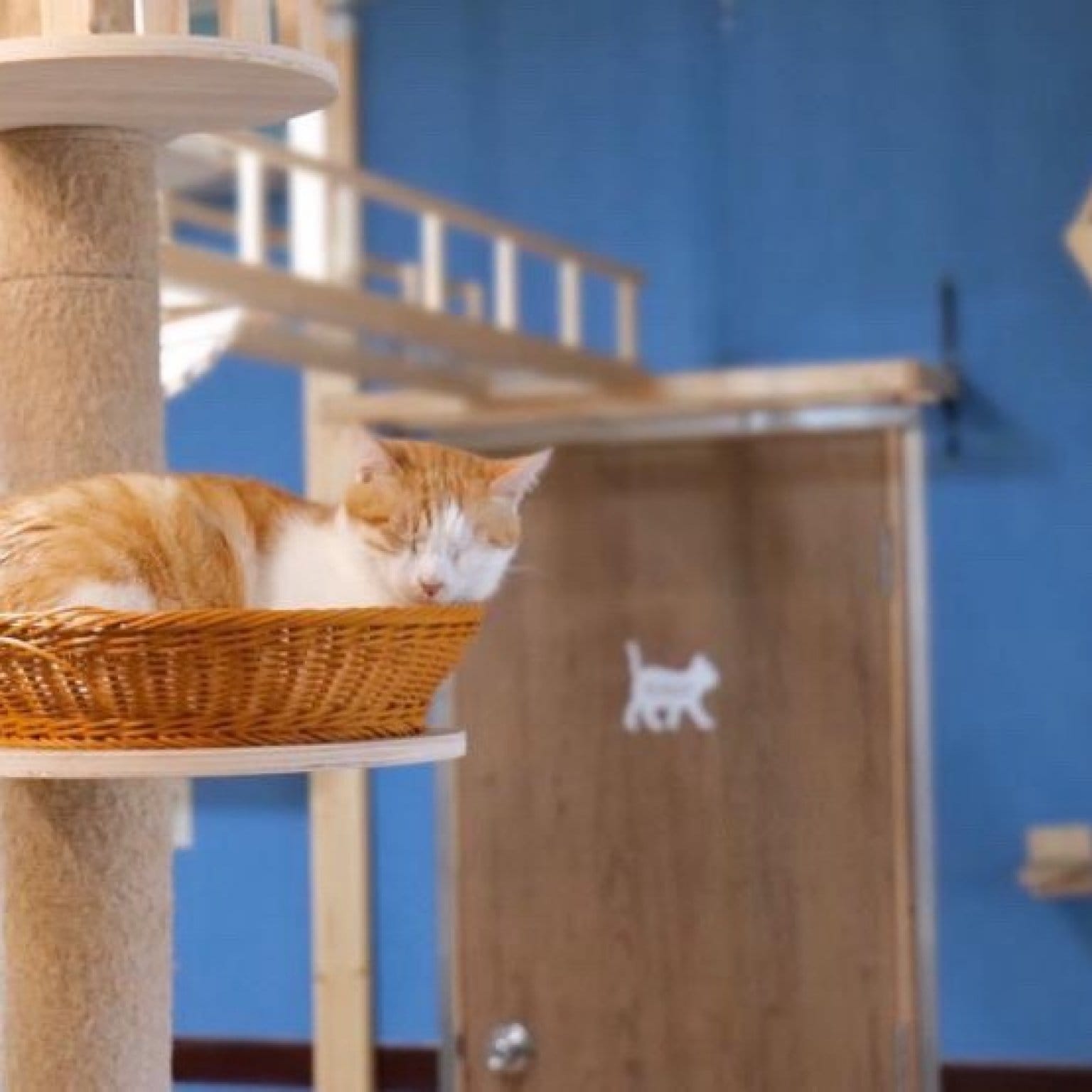 【ポイントでの募金も可能です】100円保護猫募金　《『保護猫カフェ＆ホテル KAULA』さんへの募金です》