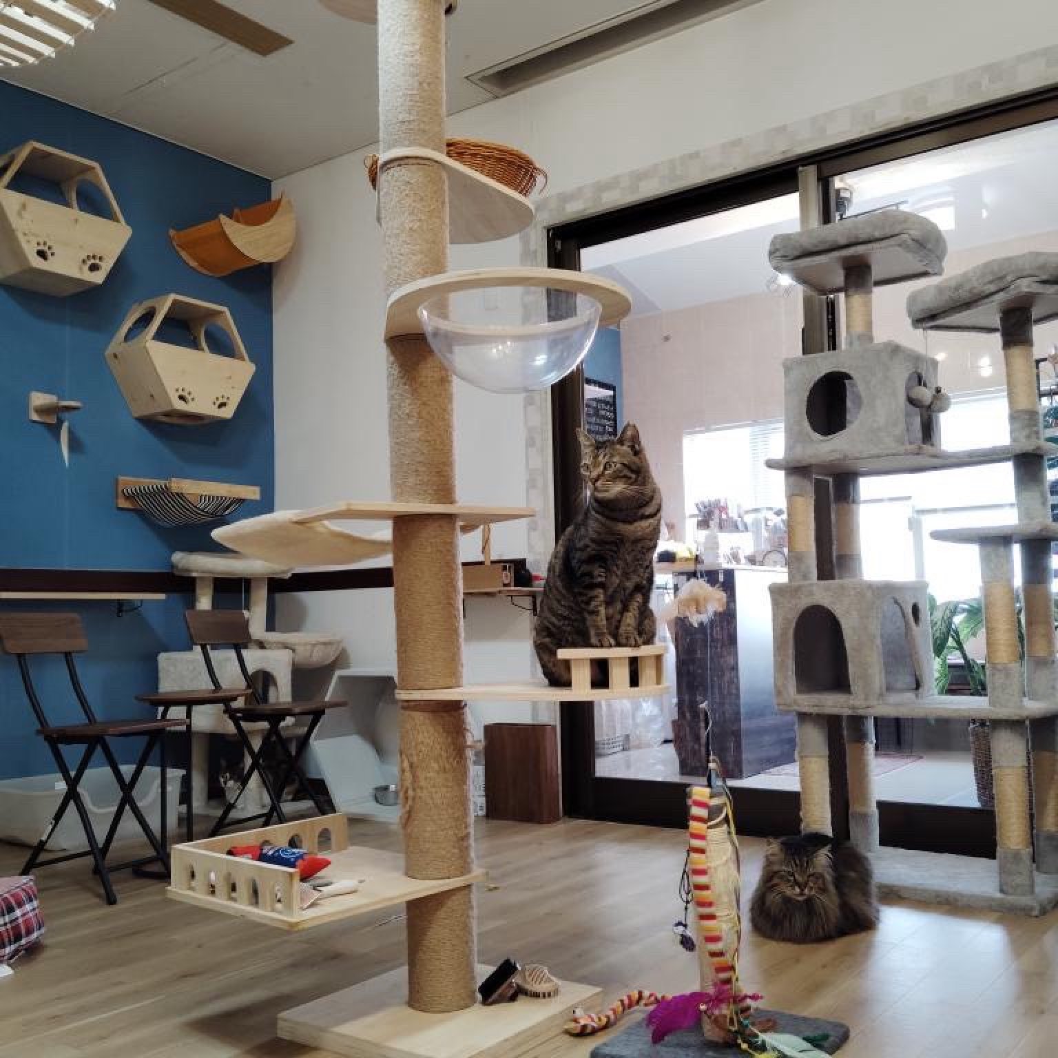 【ポイントでの募金も可能です】100円保護猫募金　《『保護猫カフェ＆ホテル KAULA』さんへの募金です》