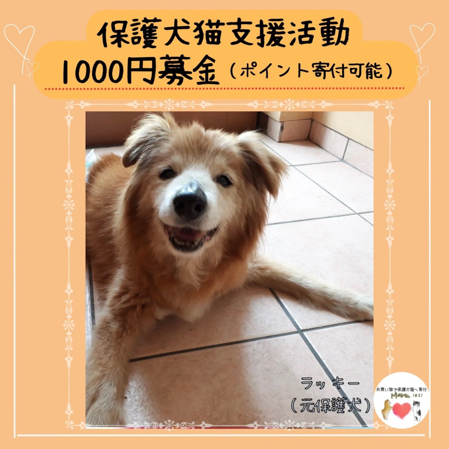  保護犬猫支援活動1000円寄付＊沖縄(ポイントでの寄付も可能)