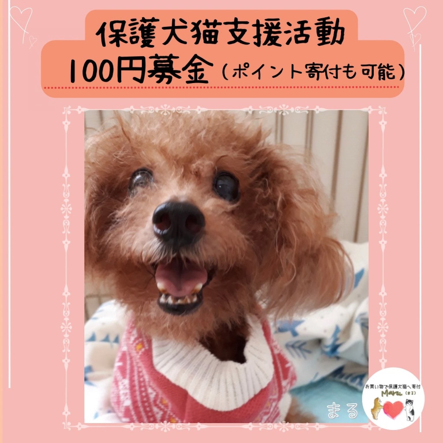保護犬猫支援活動100円寄付＊沖縄(ポイントでの寄付も可能)