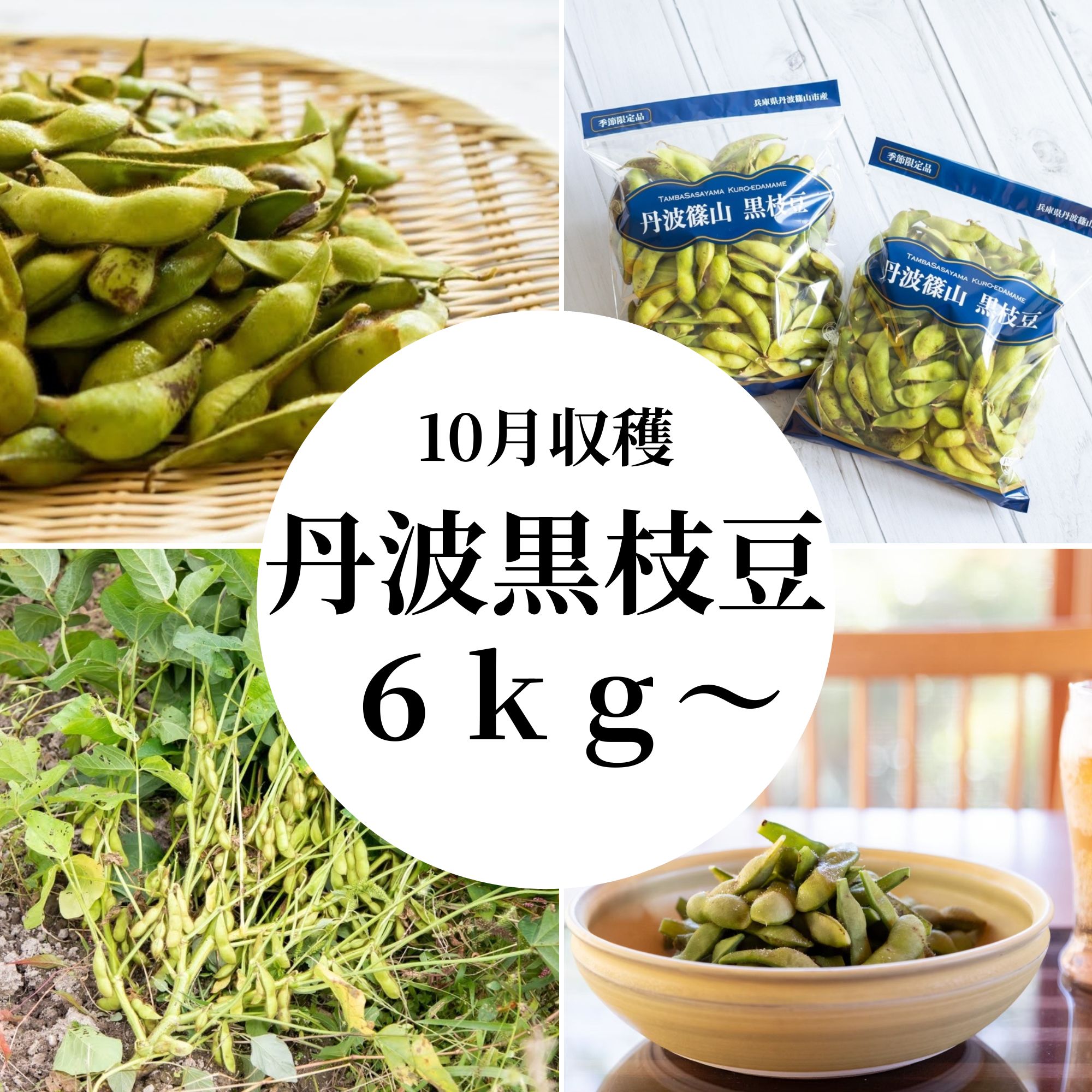 丹波黒枝豆 さや枝豆/6kg