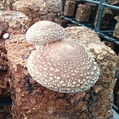 高級スーパーでも大人気！肉厚・ジューシーな椎茸「すずきのこ」