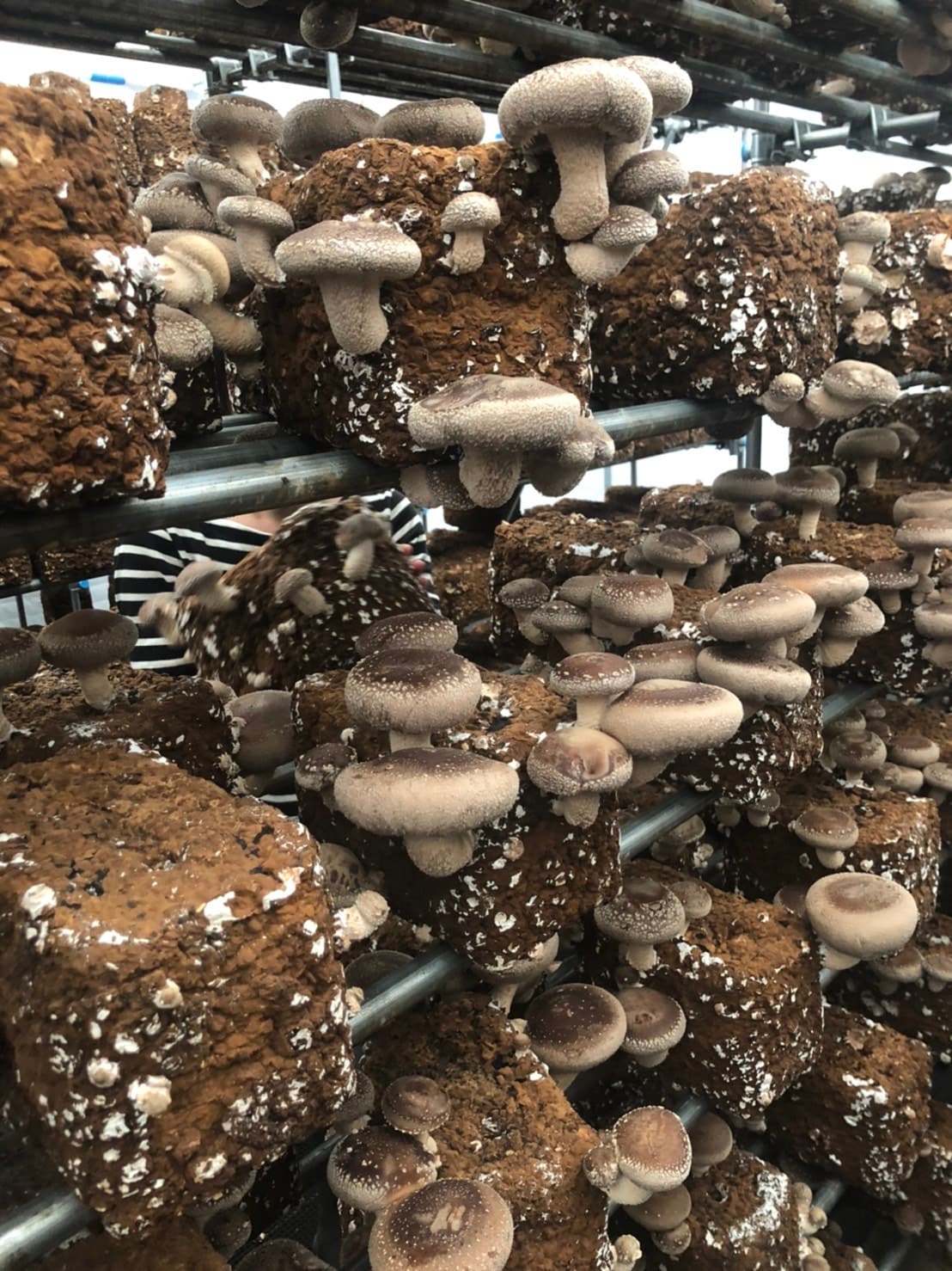 高級スーパーでも大人気！肉厚・ジューシーな椎茸「すずきのこ」