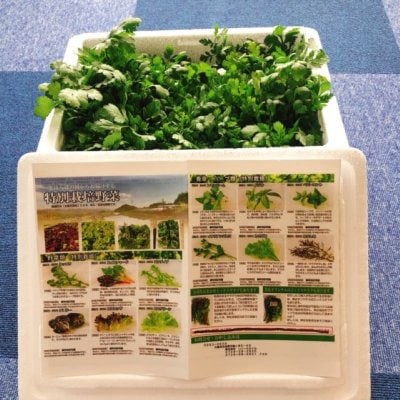 初回のみ1世帯1回限り送料の負担をいたします。農薬不使用 サラダミックスセット500ｇ箱入り　お試し企画