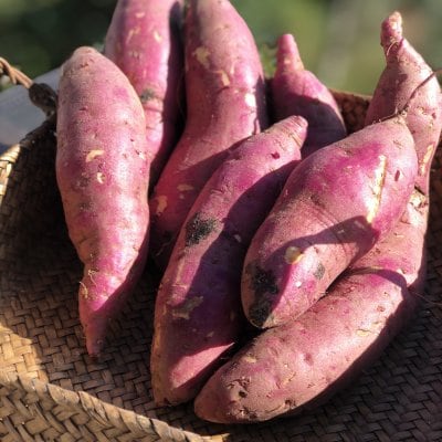 【岐阜県産】さつま芋/べにはるか/約4.8kｇ/岐阜野菜通販[さすてなファーム・SUGI農園]